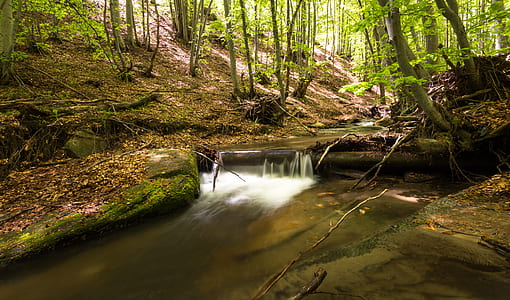 wood, light, landscape, nature thumbnail
