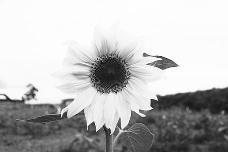 grayscale photography of sunflower thumbnail