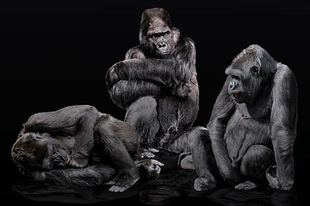 three black gorillas thumbnail