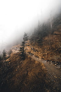 footpath at the mountain covered by trees thumbnail