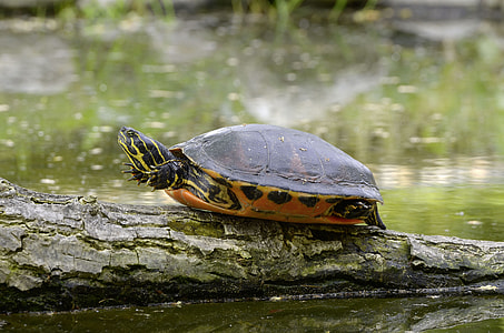 Florida Rotbauch Eared, Water Turtle thumbnail