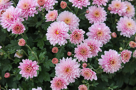 Chrysanthemum, Flowers thumbnail