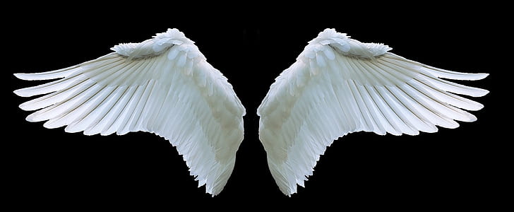 two white wings thumbnail