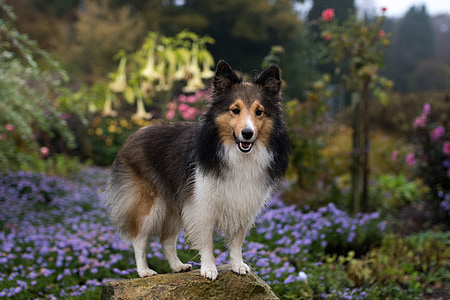 adult black and white Shetland sheepdog thumbnail