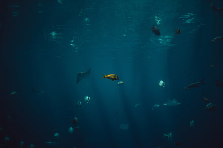 assorted fishes underwater thumbnail