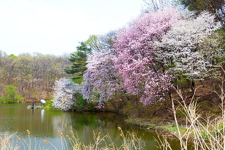 pink and white leafed trees beside calm body of water under white sky at daytime thumbnail