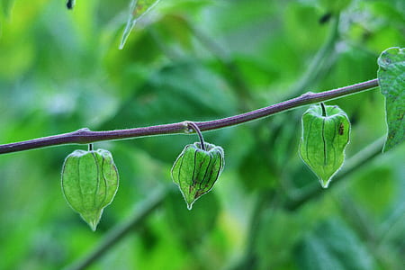 selective focus photography of green leaves thumbnail