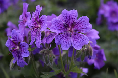 selective focus photo of purple leadwort flowers thumbnail
