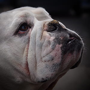 portrait photograph of Old English bulldog thumbnail
