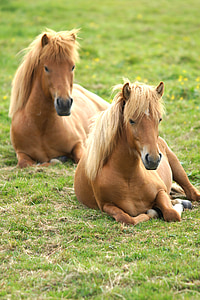two brown horses resting on grass field thumbnail