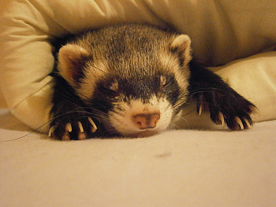 animal in comforter thumbnail