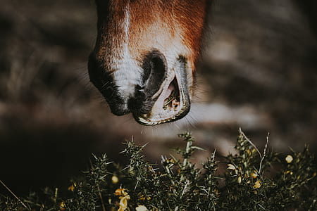 animal eatting grass thumbnail