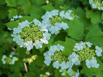 white petaled flowers thumbnail