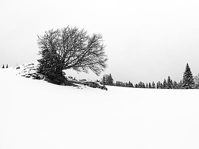 withered tree surrounded by snow field thumbnail