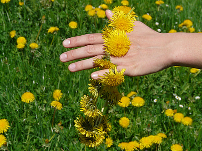 person touching yellow dandelion field during daytime thumbnail