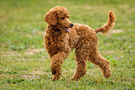 adult apricot standard poodle on green grass field during daytime thumbnail