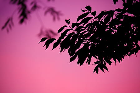 silhouette of black leaves thumbnail