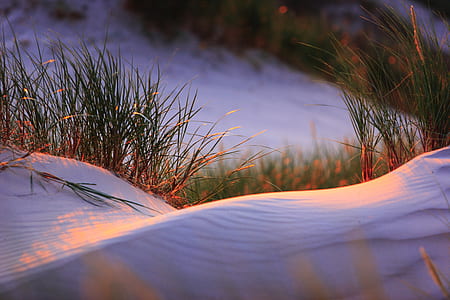 selective focus photography of green grass thumbnail