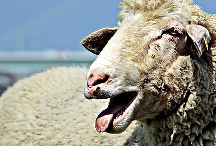 Sheep Opening Mouth thumbnail