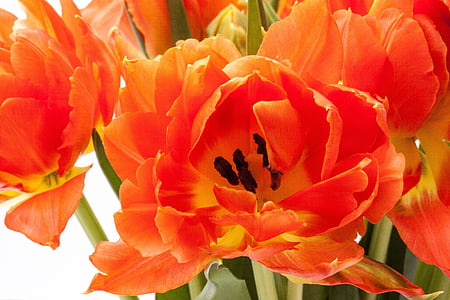 orange tulip flower in close-up photography thumbnail