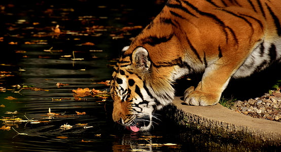 tiger drinks on pond water thumbnail