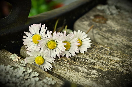 five white petaled flowers on gray wooden surface thumbnail