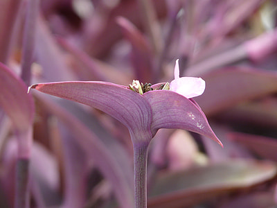 Mexican Dreimasterblume thumbnail