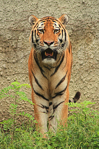 Tiger on green grass field during daytime thumbnail