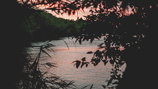 silhouette of tree near body of water during daytime thumbnail