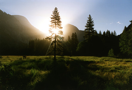 pine tree with sunlight and grass field thumbnail