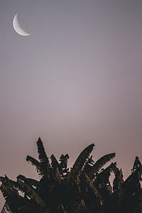 Moon and Banana Tress thumbnail