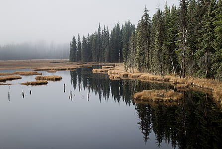 calm river near tall green leafed trees thumbnail