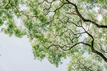Green Leafed Tree Low Angle Photography thumbnail