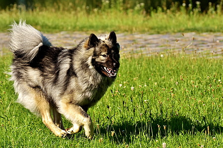 tan and black dog running on the grass field thumbnail