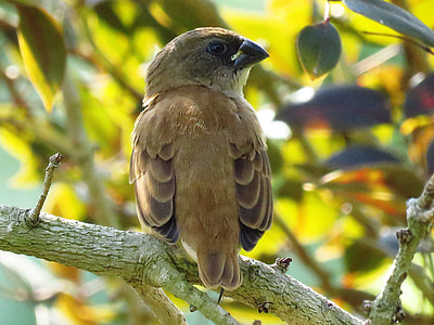 close up view of brown bird on tree branch thumbnail