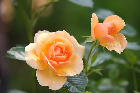 closeup photography of peach roses thumbnail