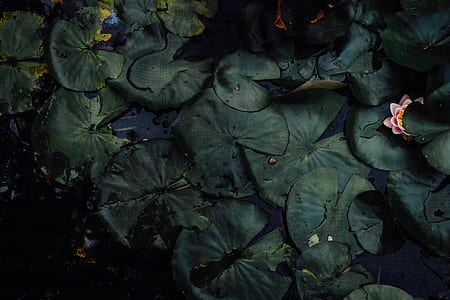 pink lotus flower surrounded by lily pads thumbnail