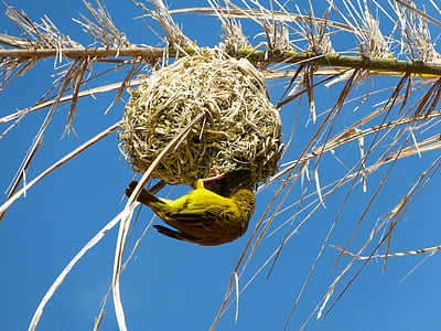 bird holding bird nest thumbnail