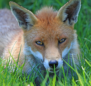 brown and white Fox on green grass during daytime thumbnail