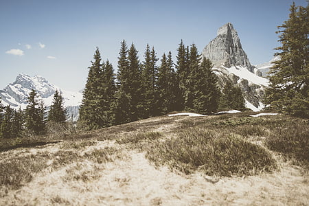 tall green trees on mountain during daytime thumbnail