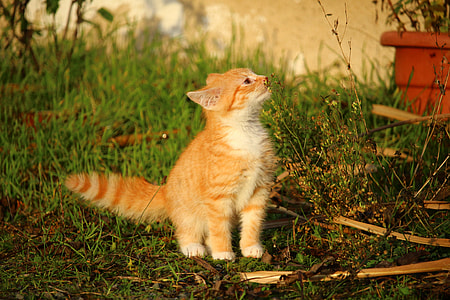 photo of orange tabby cat sitting on grass thumbnail