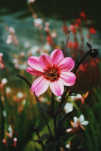Pink Dahlia Flowers in Bloom thumbnail