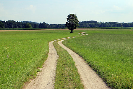 landscape photo of pathway with clear field grass and trees in the background thumbnail