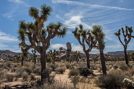 desert plants thumbnail