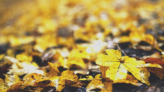 selective focus photography of brown leaf thumbnail
