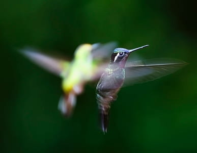 nature, bird, animal, outdoors thumbnail