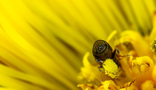 Macro Photo of Bee on Yellow Daisy thumbnail