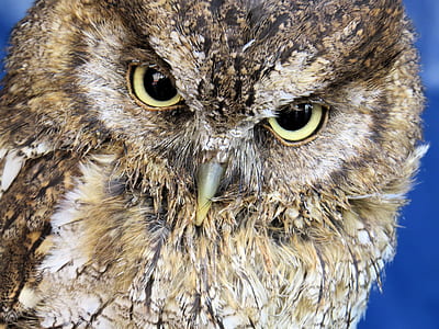 Closeup Photo Of Owl thumbnail