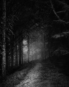 grayscale photo of pathways and tree thumbnail