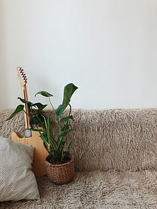 Green Leaf Plant Beside Brown Electric Guitar on Sofa thumbnail